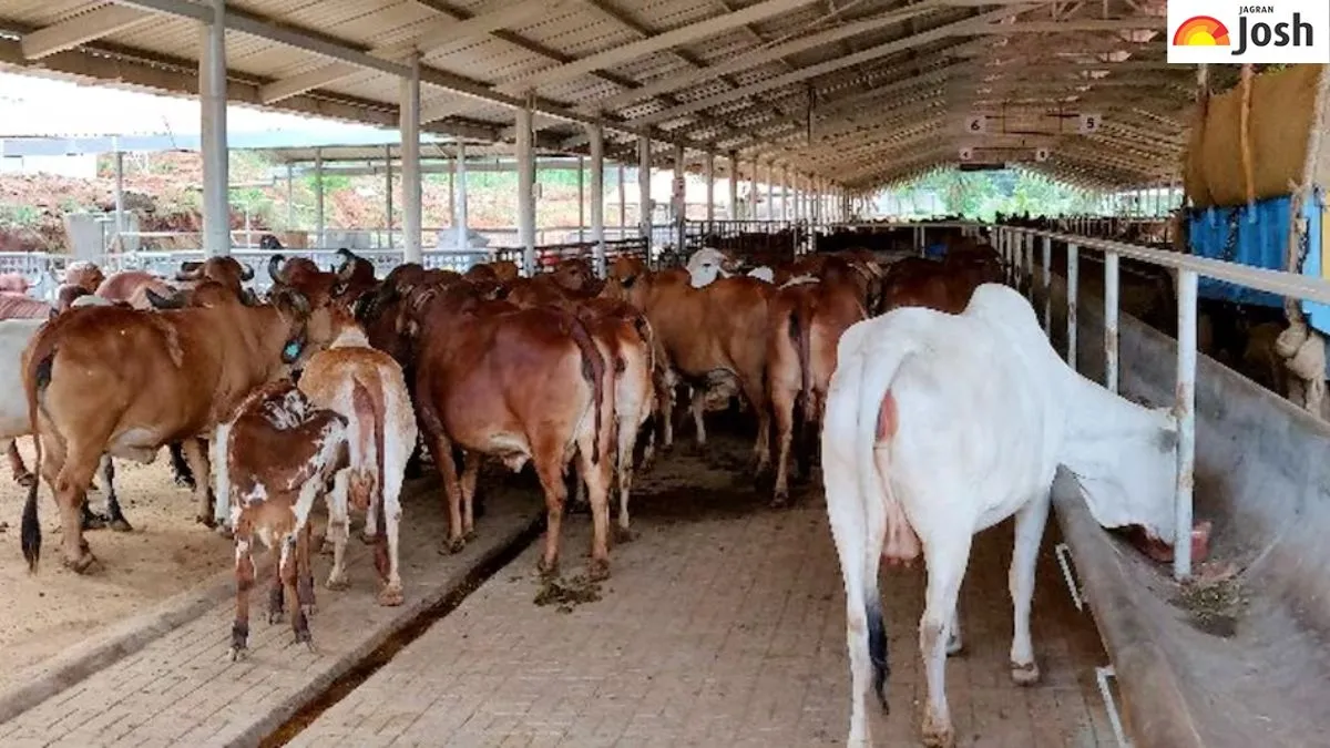 अब गाय खरीदने के लिए नहीं लगाने होंगे दूसरे राज्यों के चक्कर