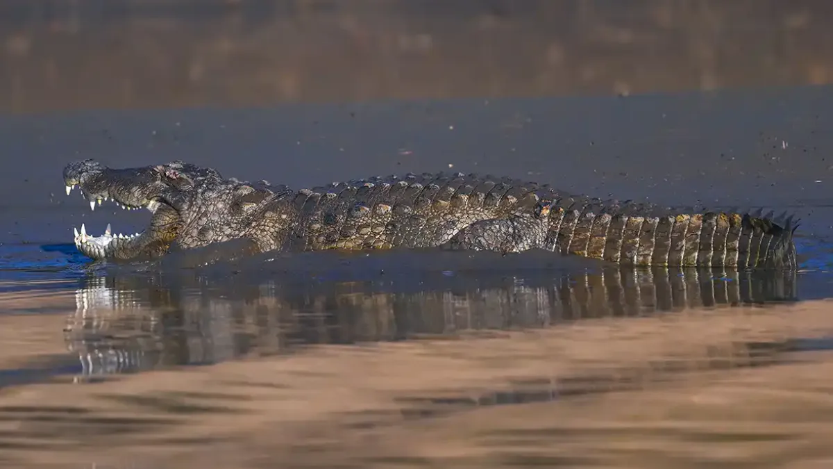 Which State Has the Most Crocodiles in India? Check the Name and Latest Available Data For 2026