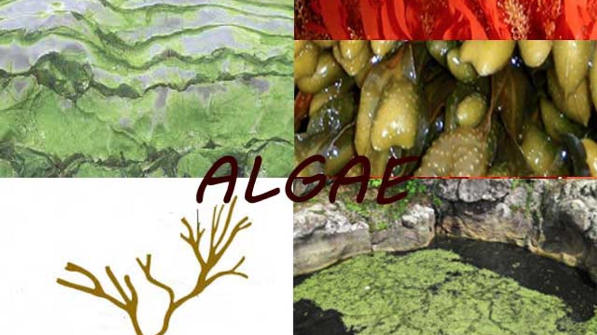 What is the economic importance of Algae?