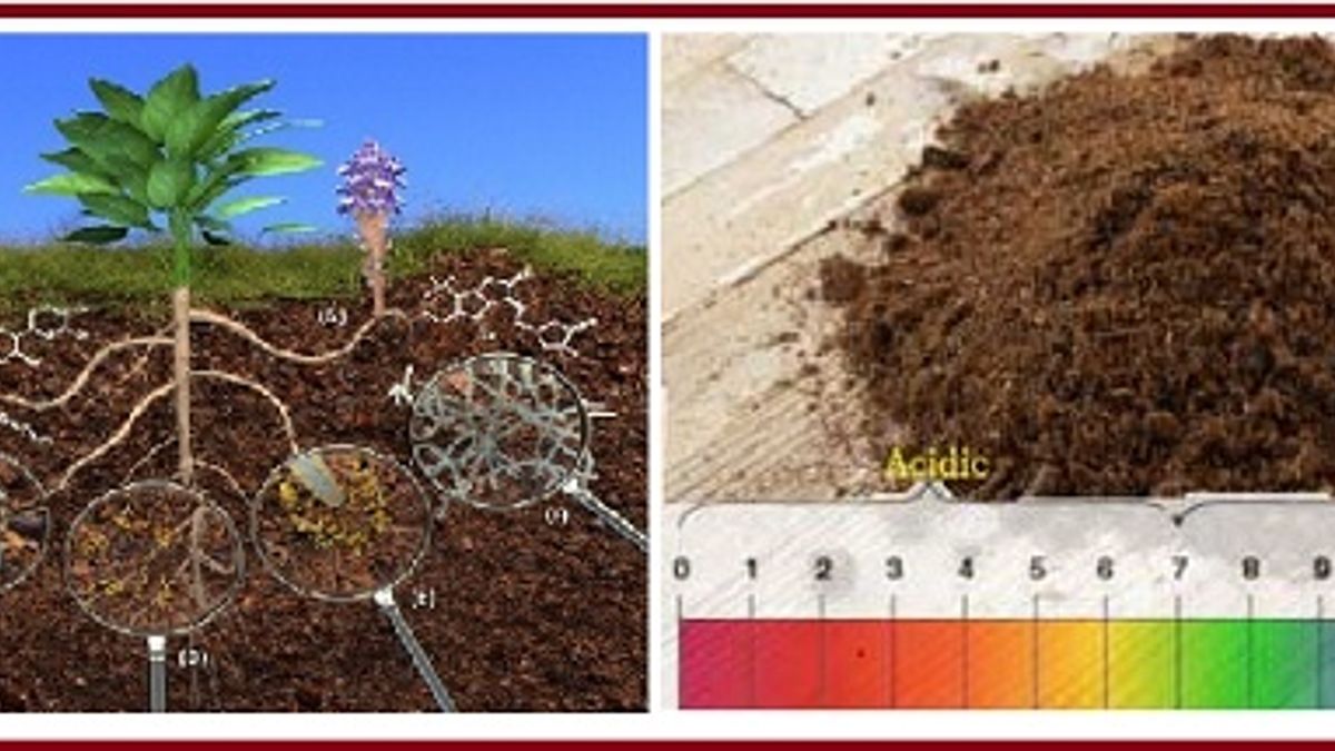 What is Alkaline Soil and How Gypsum helps in the treatment of Alkaline Soil?