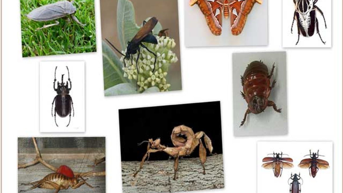 Top 10 Biggest Insects in the World
