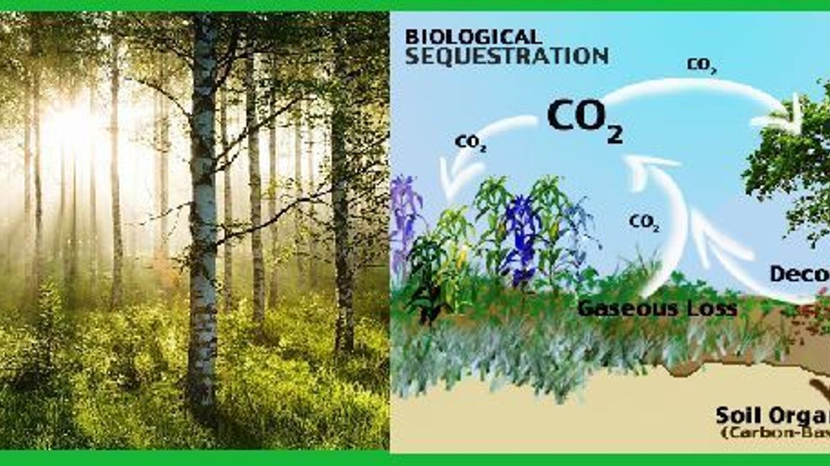 Biological Sequestration (Biosequestration): Concept, Importance and Need
