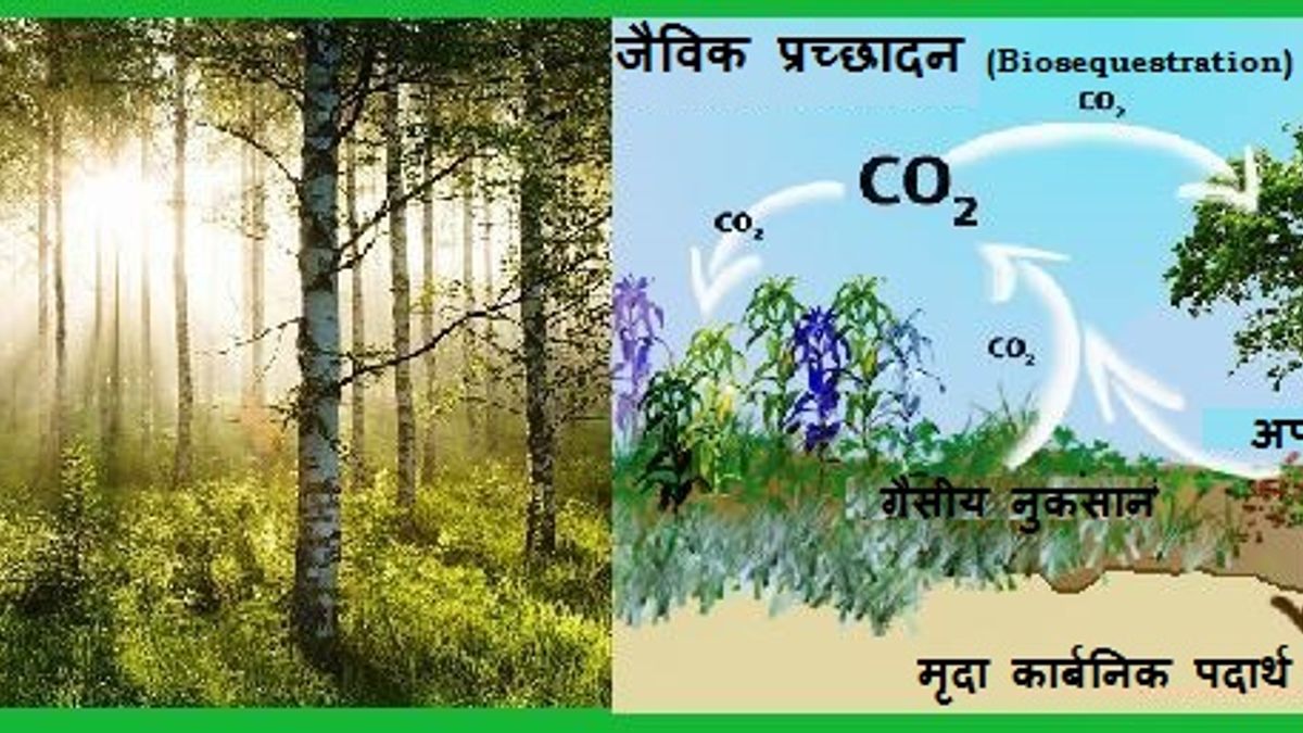 What is Biological Sequestration and its importance in the era of Global warming? HN