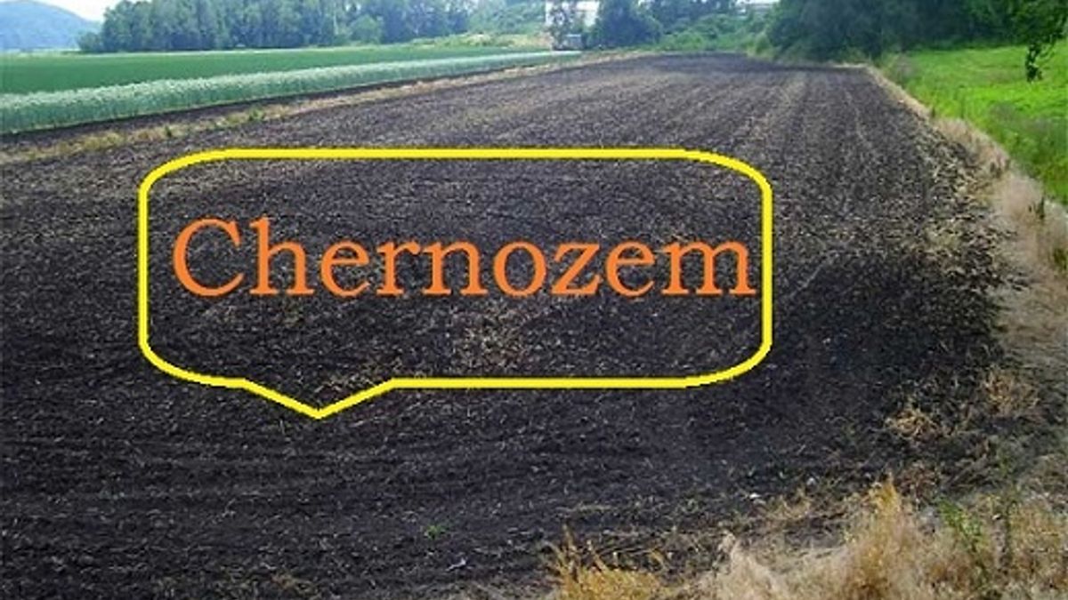 What is Chernozem?