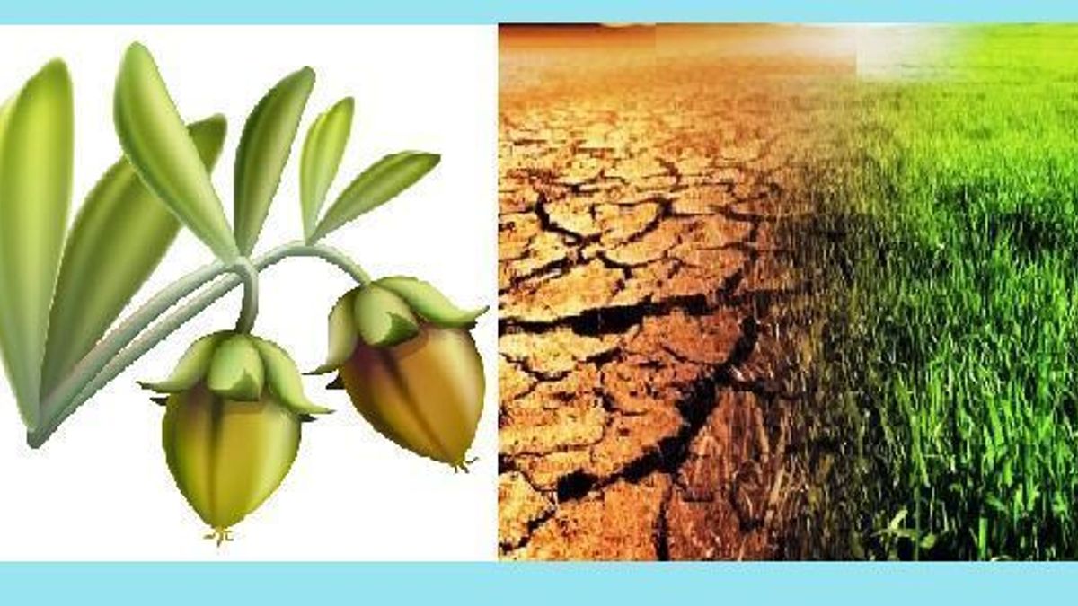 Combat Desertification: UN Convention and Role of Jojoba Plant