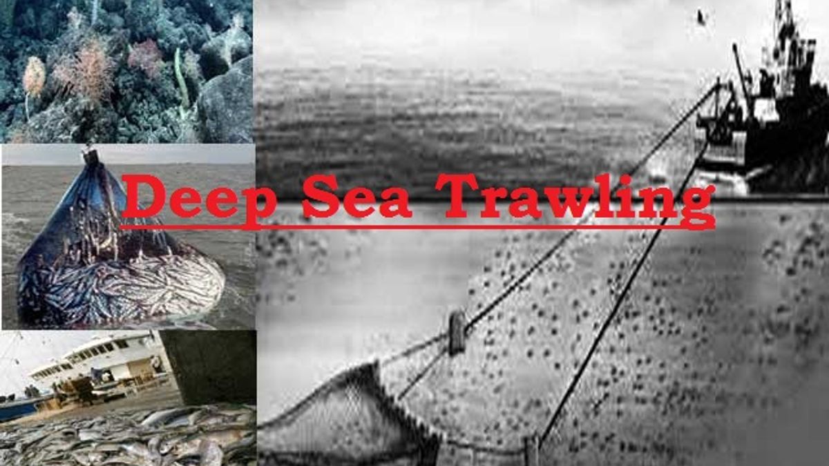 Deep Sea Trawling- Meaning, legislations and its impact on the ...