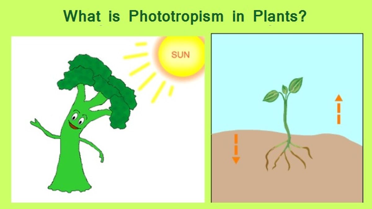 phototropism in plants experiment