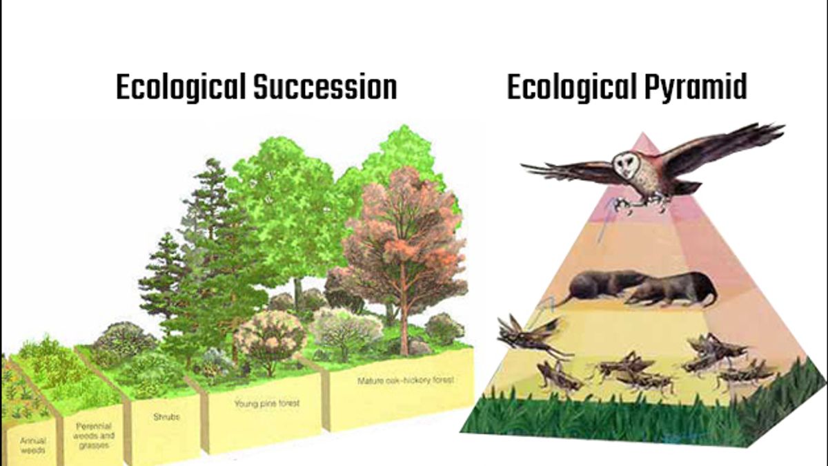 GK Questions and Answers on Ecological Succession and Pyramid