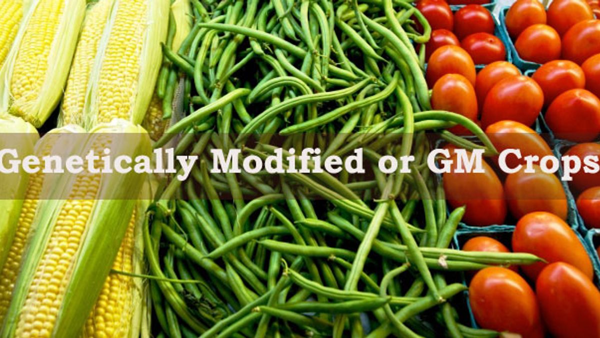 genetically modified food examples