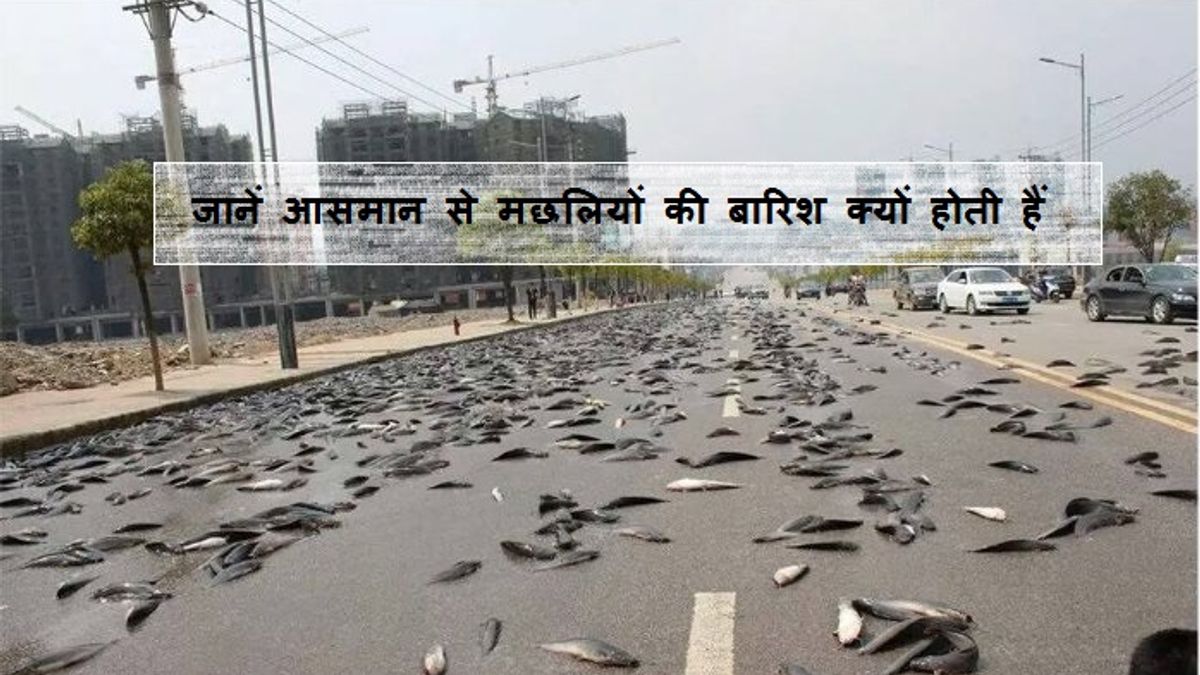 जानें आसमान से मछलियों की बारिश क्यों होती हैं?