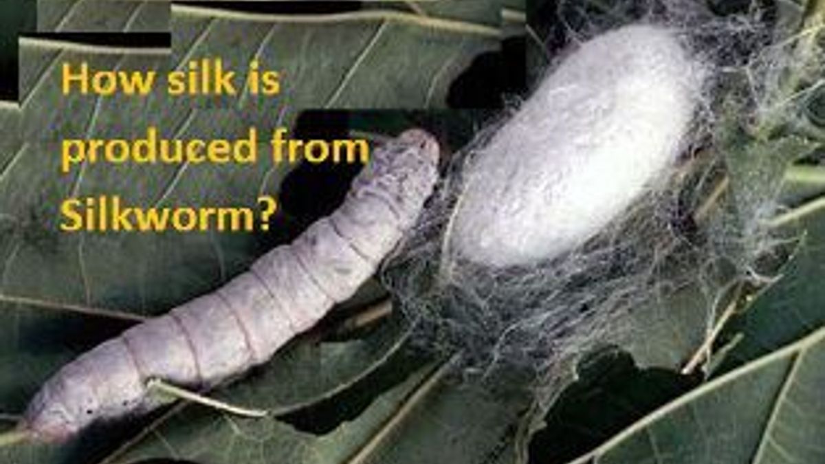 Is Silk From Silkworms at Janet Tack blog