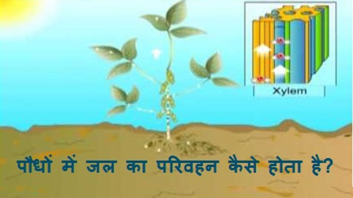 पौधों में जल का परिवहन कैसे होता है?