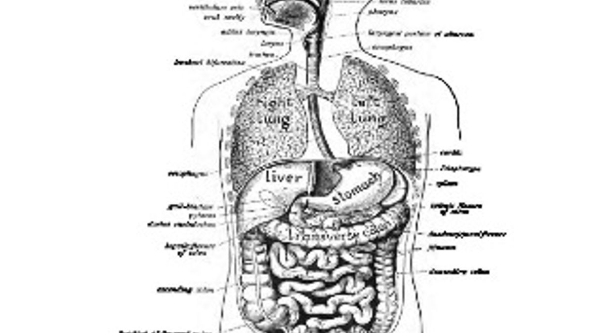 GK Questions and Answers on Science Biology Human Digestive System HN