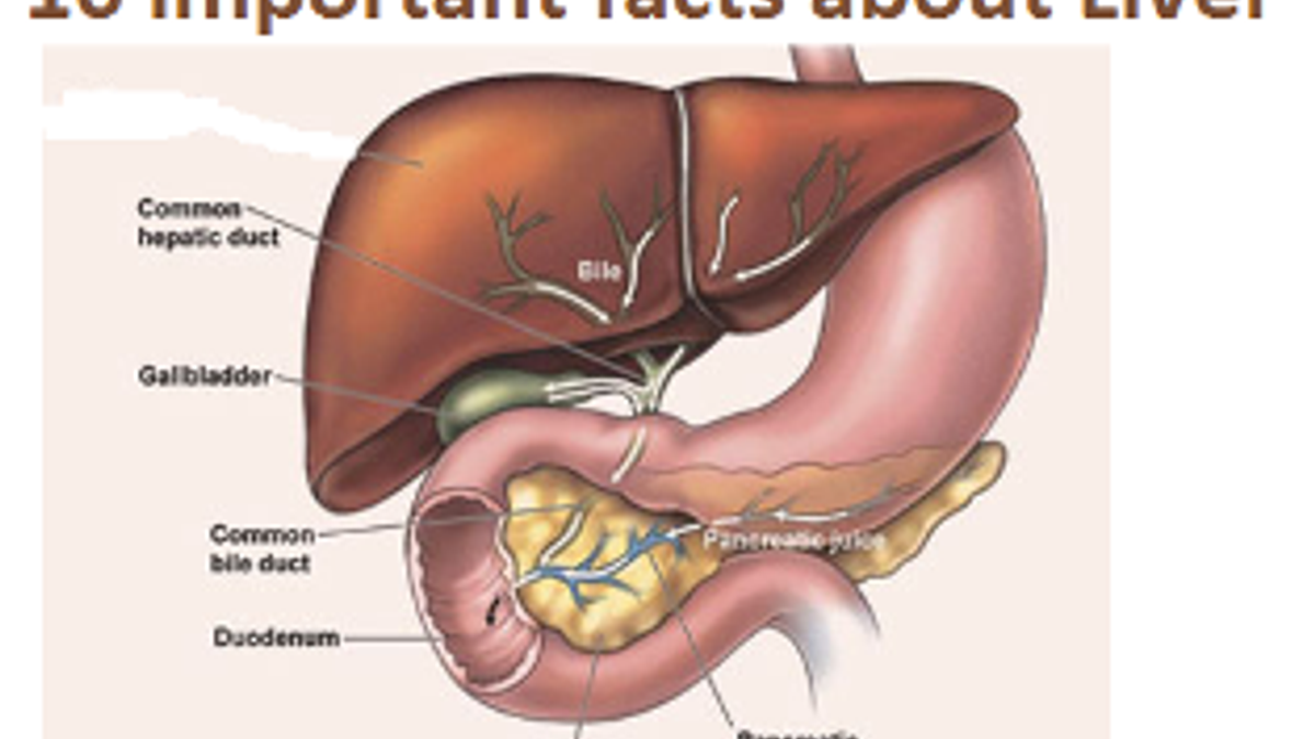 human liver picture