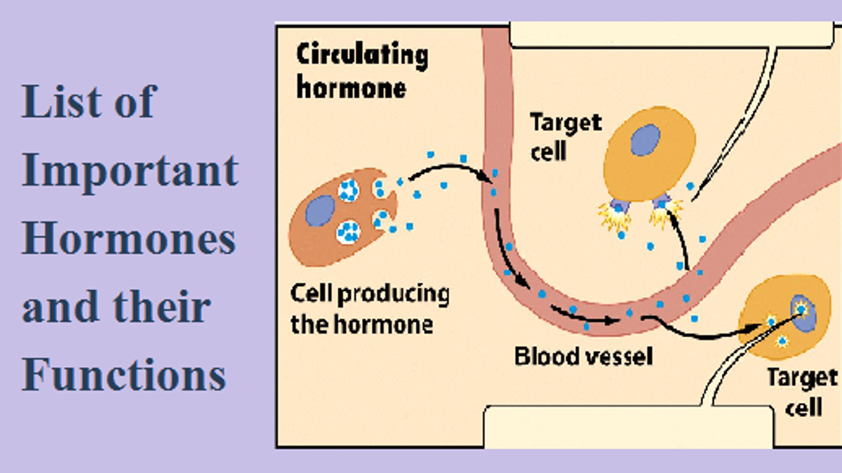 List of hormones in human body and their functions