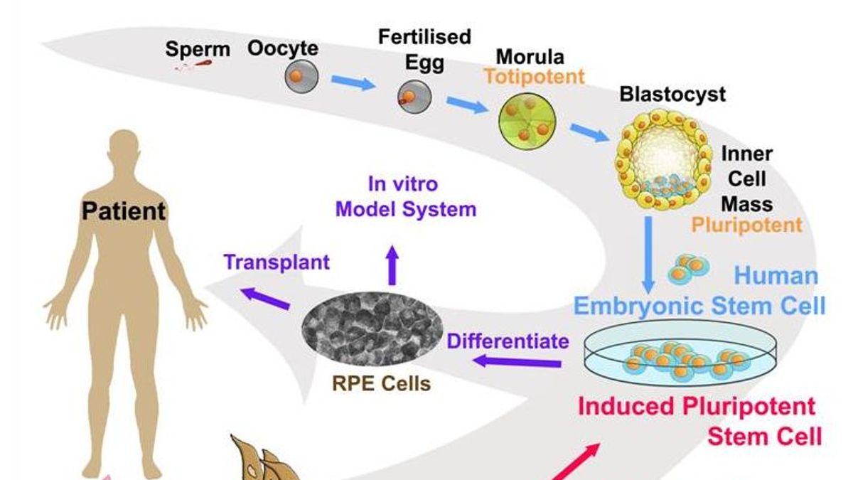 are embryonic stem cells totipotent