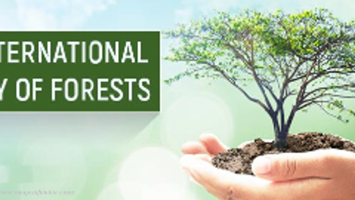 International Day Of Forests Key Forest Facts - Bank2home.com