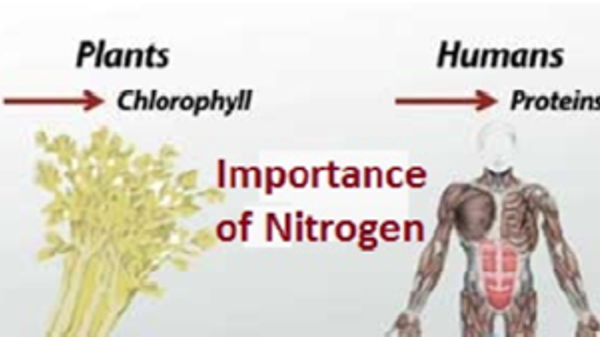 Why Human Body Requires Nitrogen