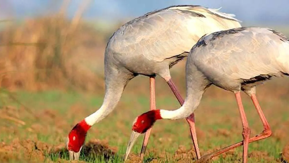 Enviro Trips on X: "KEOLADEO NATIONAL PARK: • #keoladeonnationalpark or  Keoladeo Ghana National Park formerly known as the Bharatpur Bird Sanctuary  in Bharatpur, #Rajasthan, India is a famous avifauna sanctuary that hosts