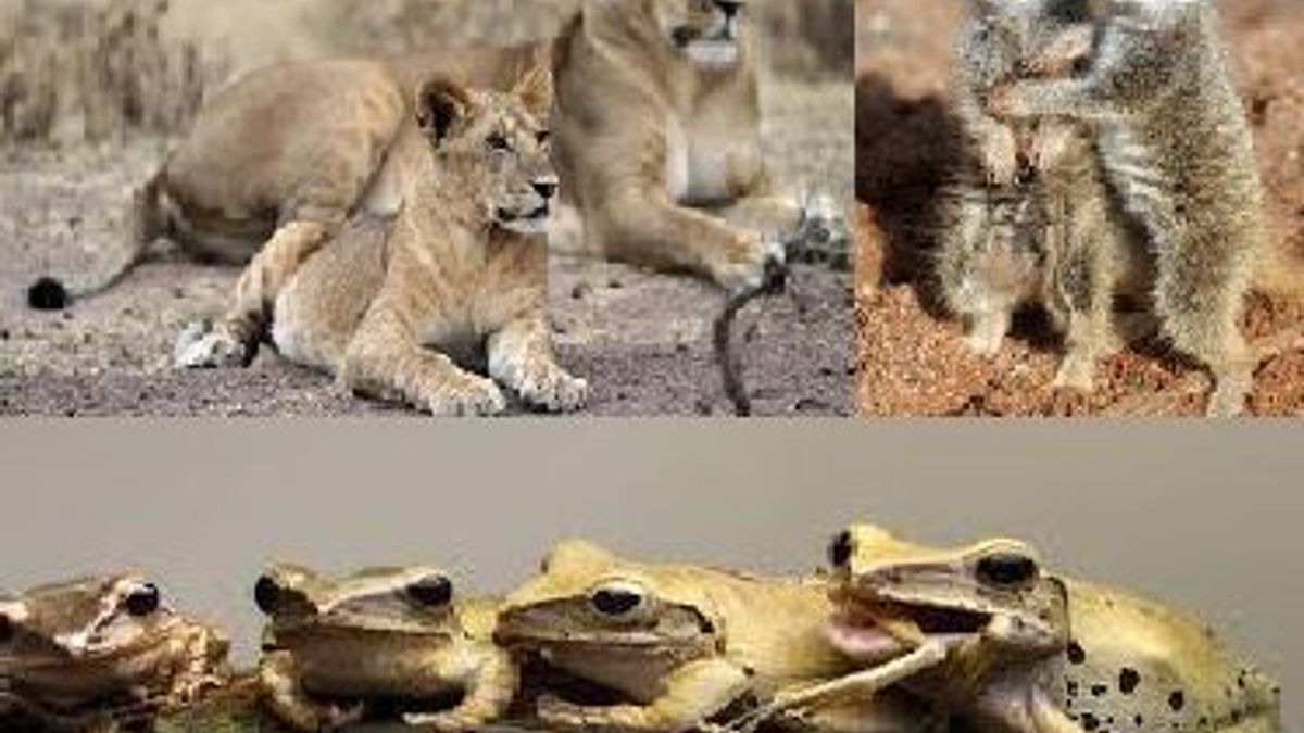 List of life span of some Animals