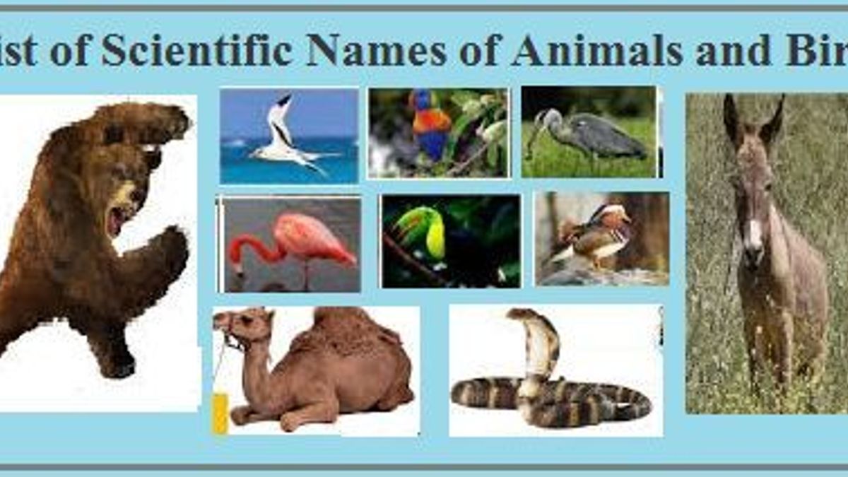 different types of animals in the world with names