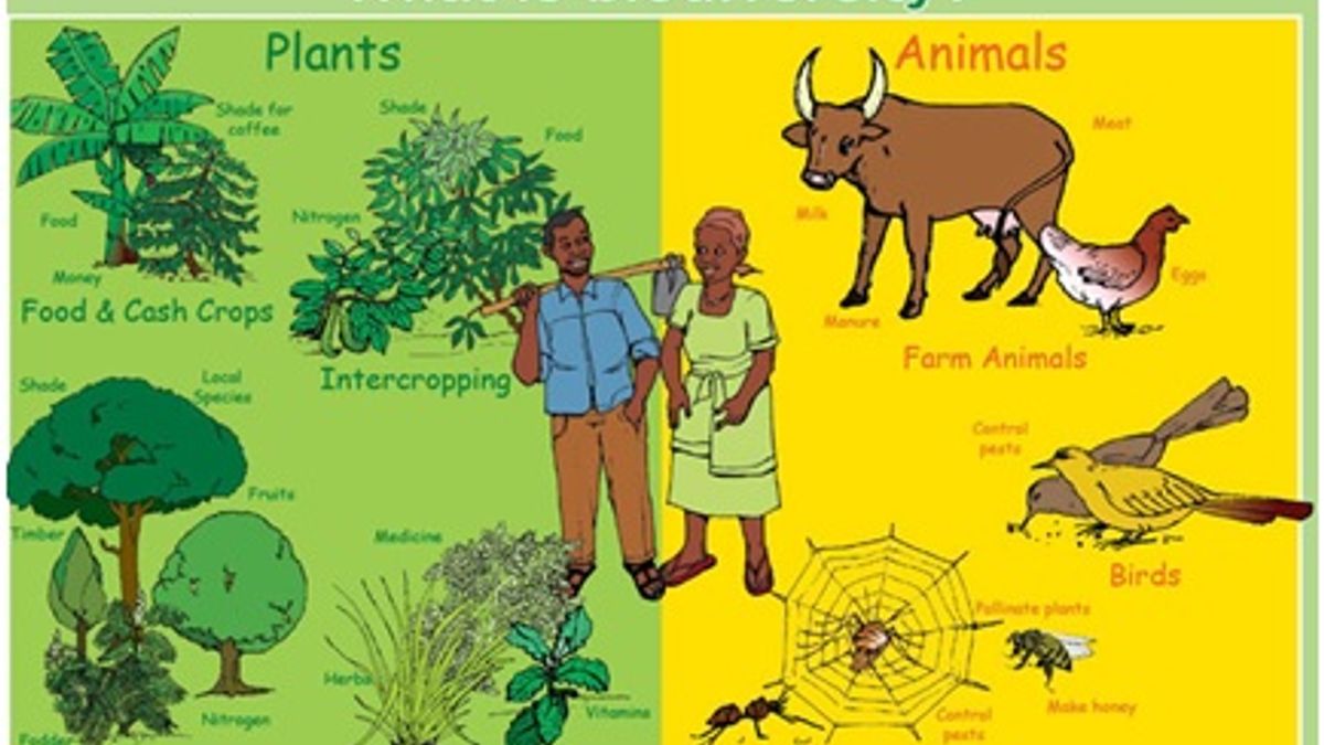 What is the meaning of Biodiversity in simple words?