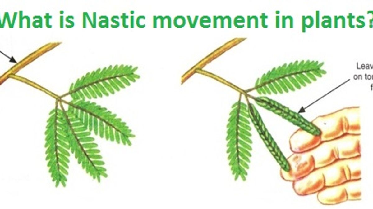 How many types of Nastic movements occur in plants?