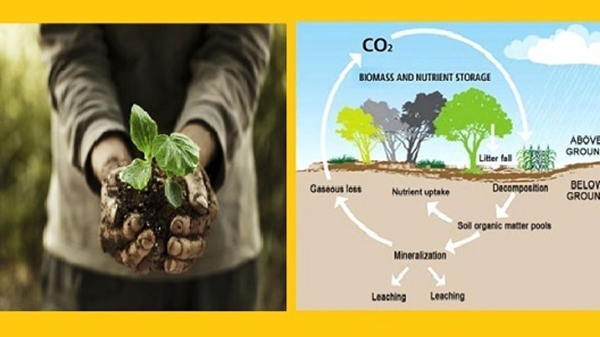How Organic Farming helps in Carbon Sequestration?