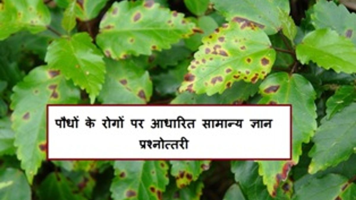 पौधों के रोगों पर आधारित सामान्य ज्ञान प्रश्नोत्तरी