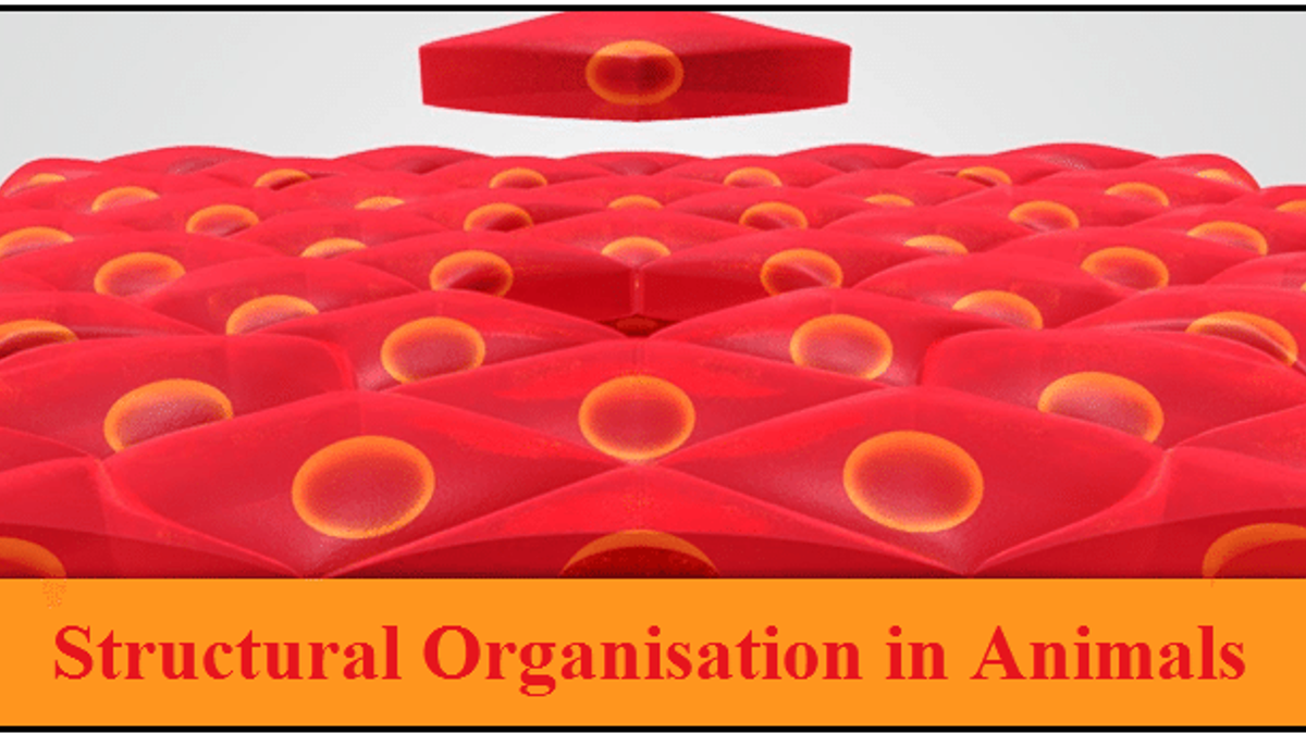 Class 11 Structural Organisation in Animals NCERT Solutions