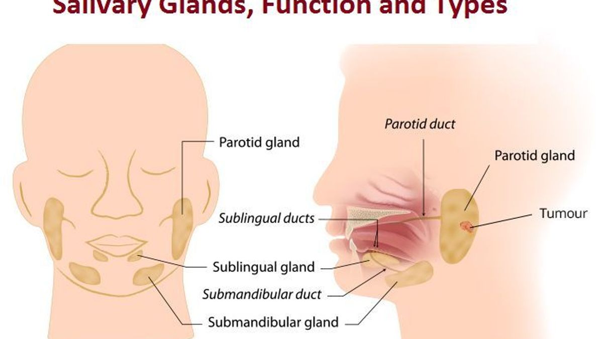 Salivary Glands: Location, Function and Types