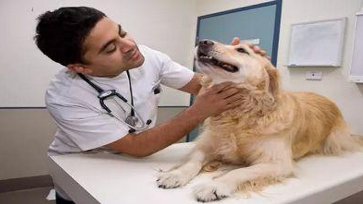 Hindi Know the government jobs opportunities for Veterinary Doctor Naukri