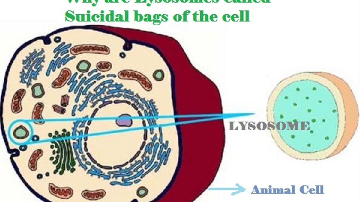 happen? 3. Why are lysosomes known as suicide bags? 4. Where are proteins..