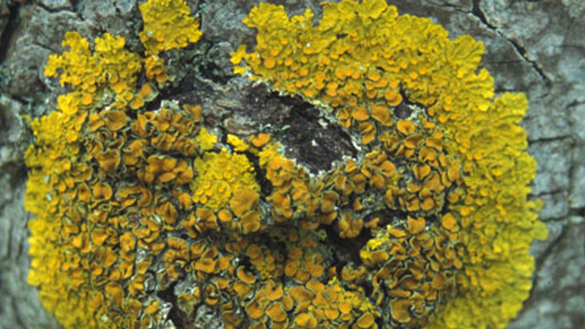 Ecological importance of Lichen