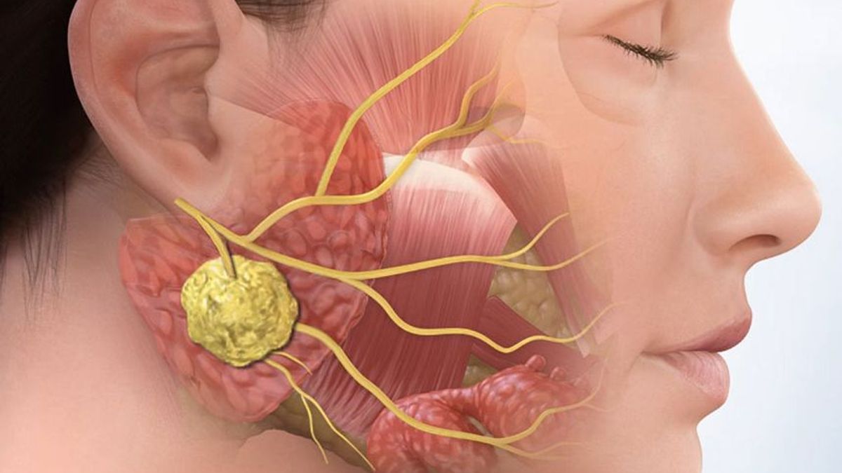 what-are-salivary-glands-functions-and-its-types