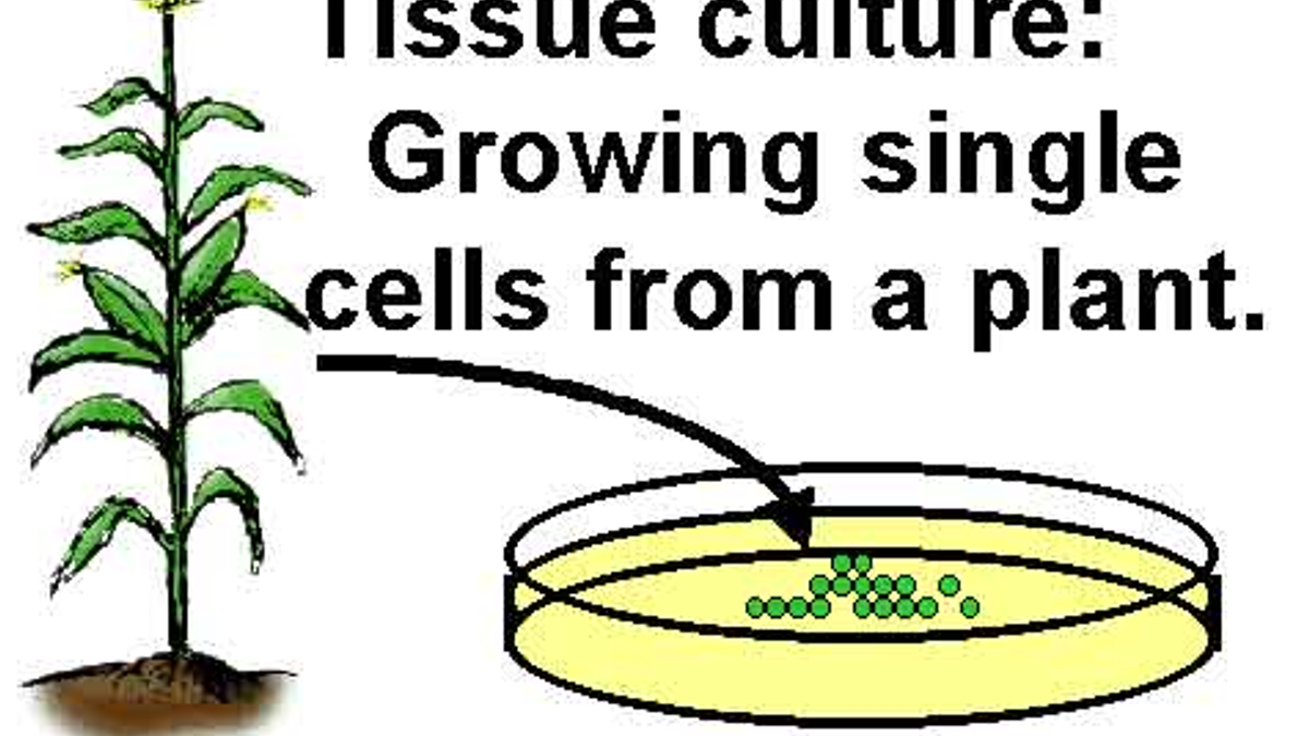 What is Tissue Culture in Plants?