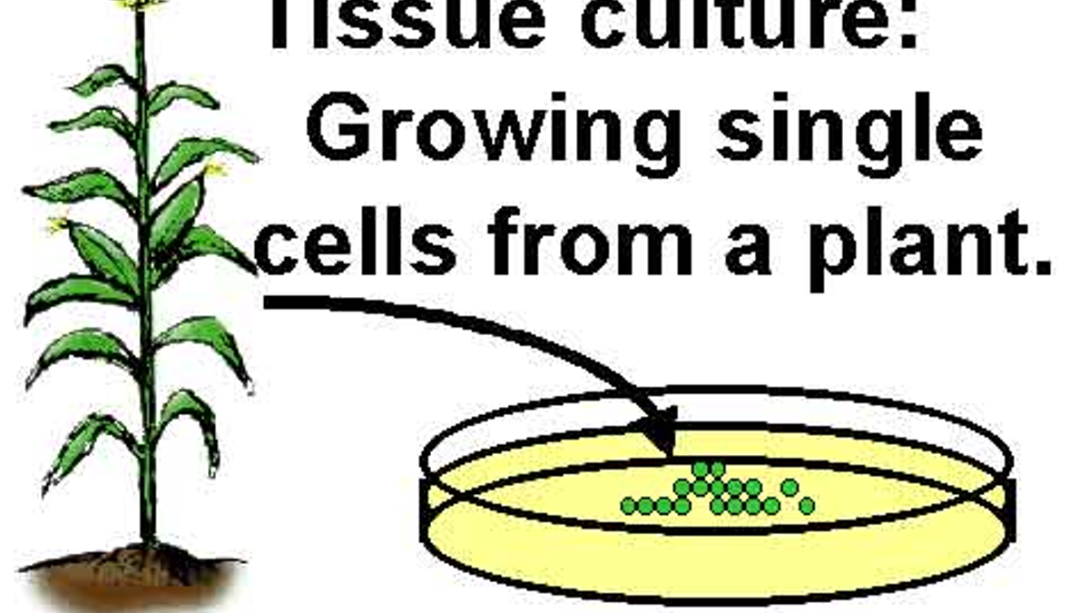 plant tissue culture diagram