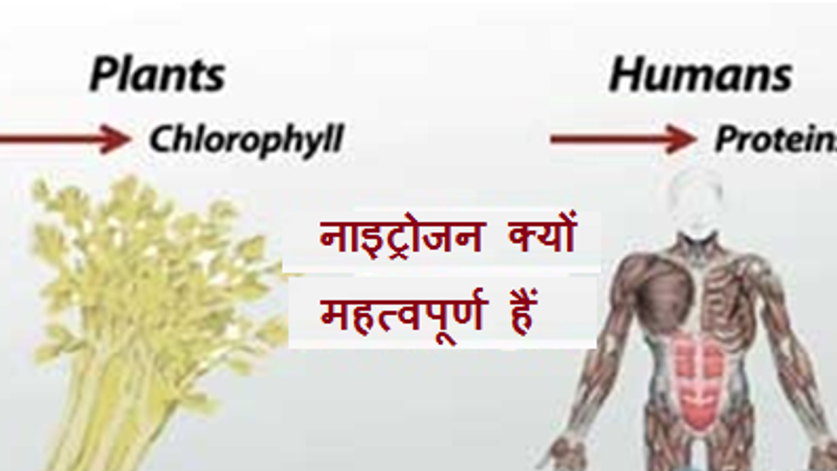 जानें मानव शरीर के लिए नाइट्रोजन महत्वपूर्ण क्यों है?