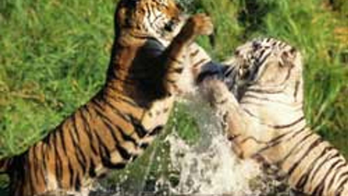 wildlife-and-forest-tourism-in-india