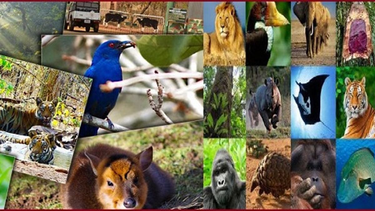 Do you know how the degree of danger to the threatened species is  categorised
