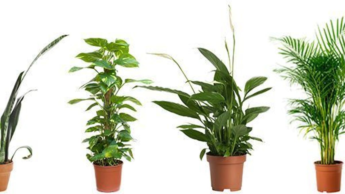 Plantas que reduzem a poluição do ar interior