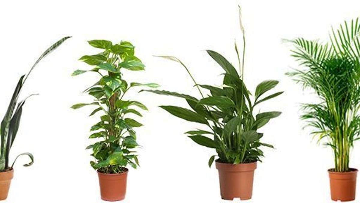 Air purifying palnts
