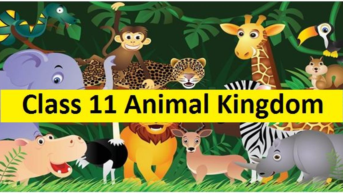 NCERT Solutions Class 11 Biology: Animal Kingdom