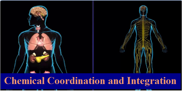 CBSE Class 11 Biology NCERT Solutions: Chapter 22, Chemical Coordination and Integration