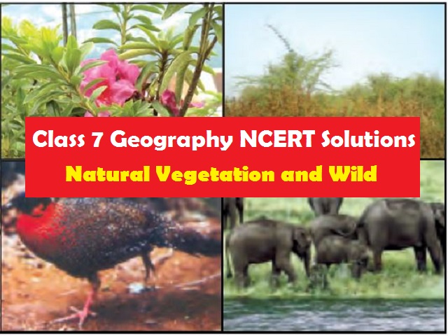 NCERT Solutions for Class 7 Geography Chapter 6 Natural Vegetation and Wild  Life - Download in PDF