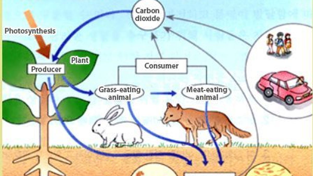 Ecosystem Diagram For Kids   Components Ecosystem 