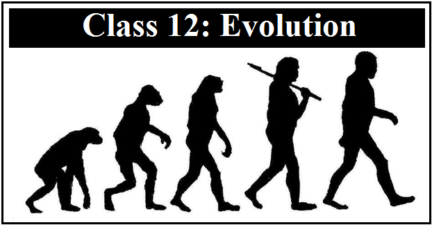evolution class 12