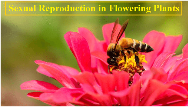 CBSE Class 12 Biology NCERT Exemplar Solutions: Chapter 2, Sexual Reproduction in Flowering Plants