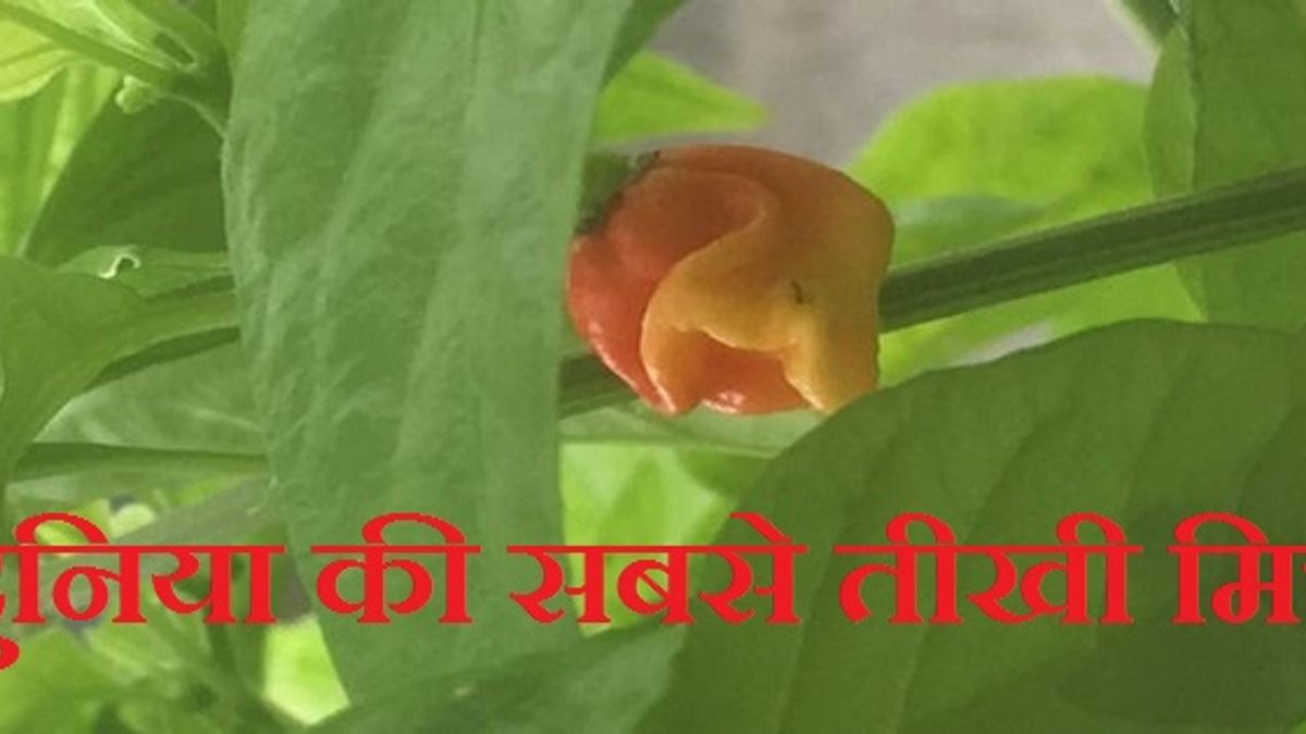 जानें दुनिया की सबसे तीखी मिर्च कौन-सी है और कहां उपजायी जाती है