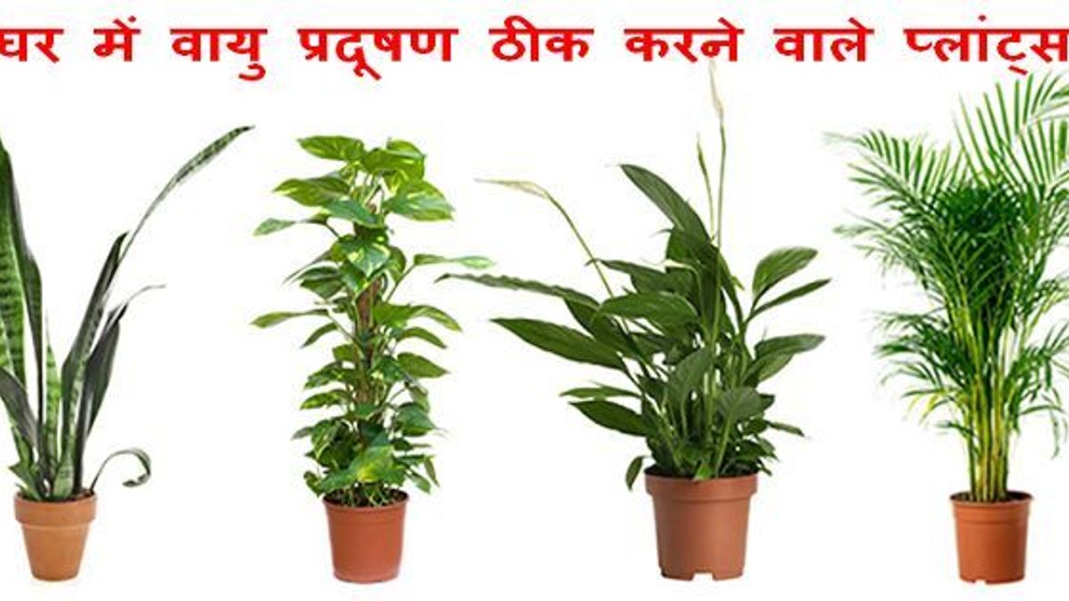 Indoor plants to check air Pollution